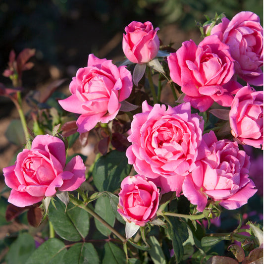 Rose Knockout Double Pink