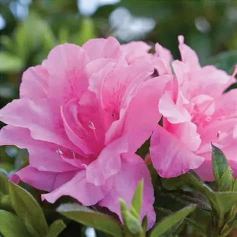Azalea Autumn Double Pink