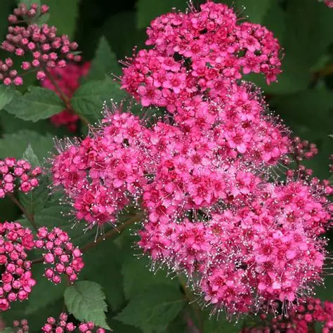 Spirea Double Play Pink