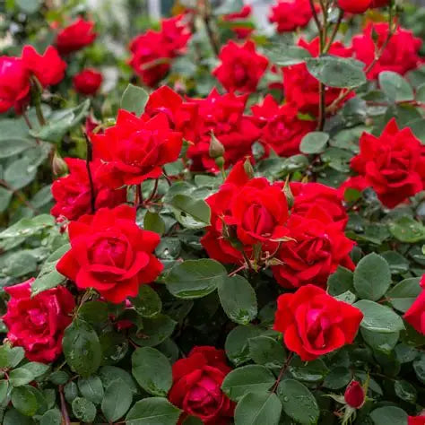 Rose Knockout Double Red