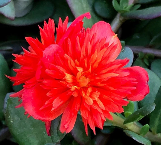 Portulaca Double Scarlet