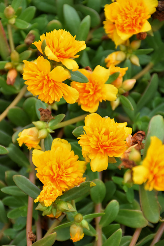 Portulaca Double Yellow