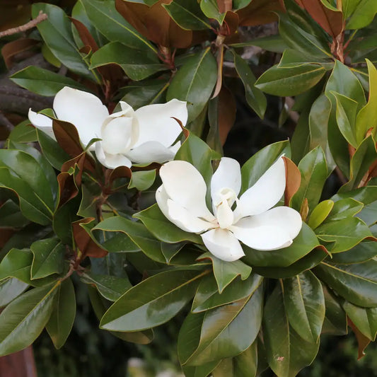 DD Blanchard Magnolia