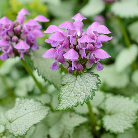 Lamium-Dead Nettle Nancy
