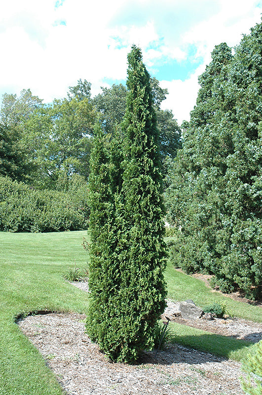 Arborvitae Degroot Spire