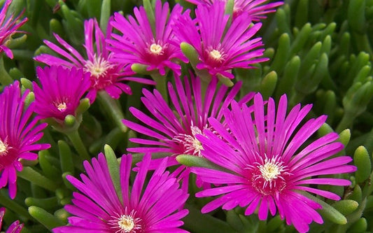 Delosperma Purple
