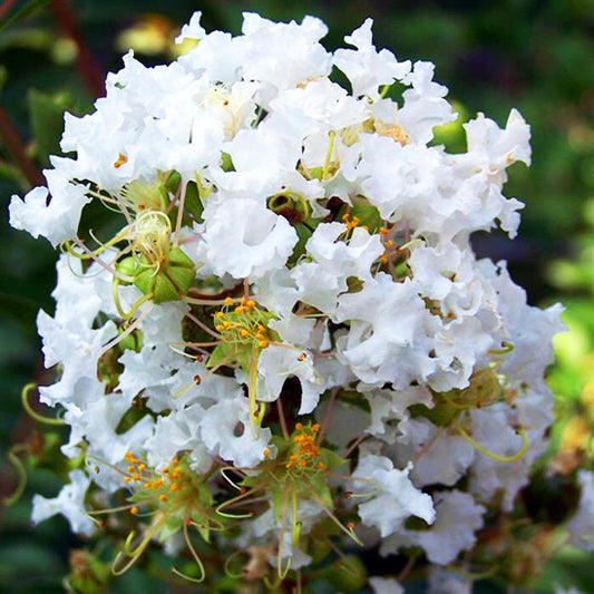 Crape Myrtle Diamond Dazzle