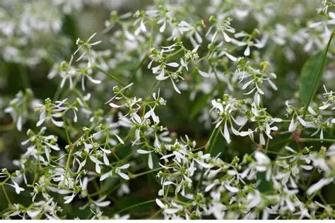 Euphorbia Diamond Frost