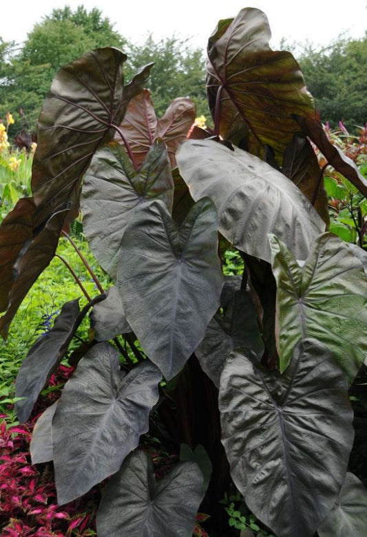Colocasia Diamond Head