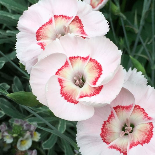 Dianthus American Pie