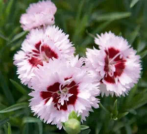 Dianthus Raspberry Surprise
