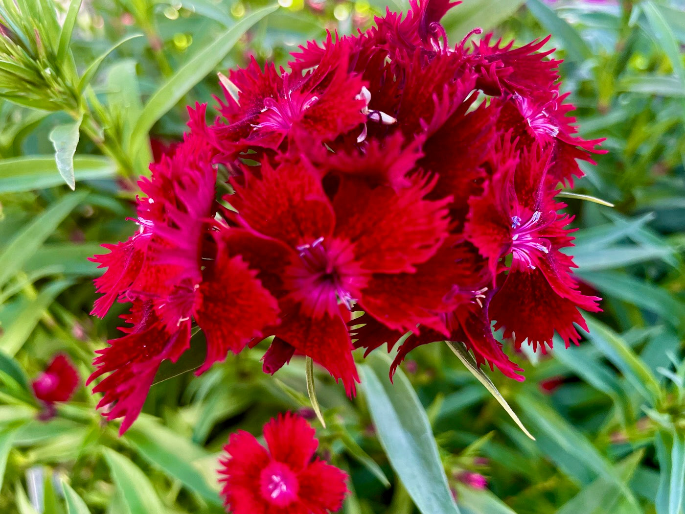Dianthus Rockin' Red