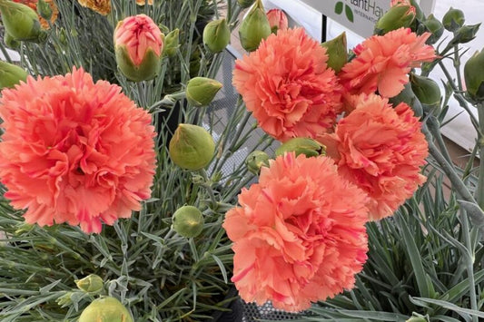 Dianthus Scented Orange