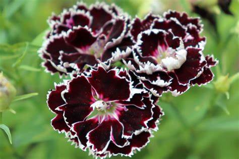 Dianthus Velvet and Lace