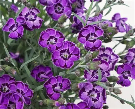 Dianthus Violet Blue