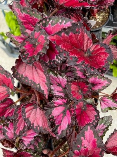 Begonia Rex Dibs Rothco