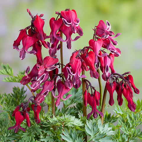 Dicentra Red Cardinal