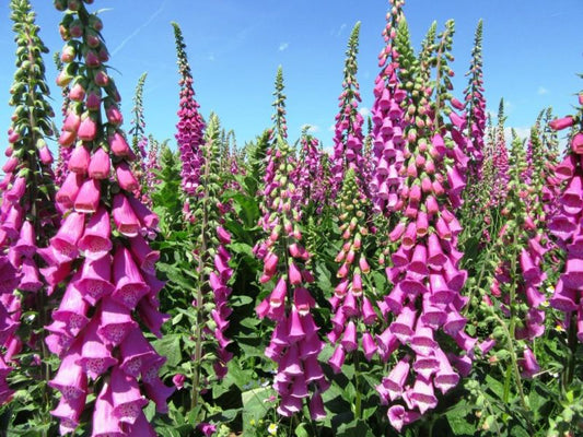 Digitalis Foxglove Purple