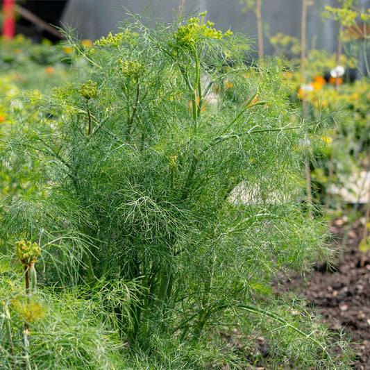 Fernleaf Dill