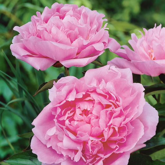 Peony Dinner Plate