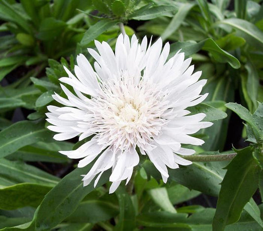 Aster-Stokesia Divinity White