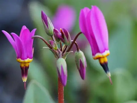 Dodecatheon Meadia