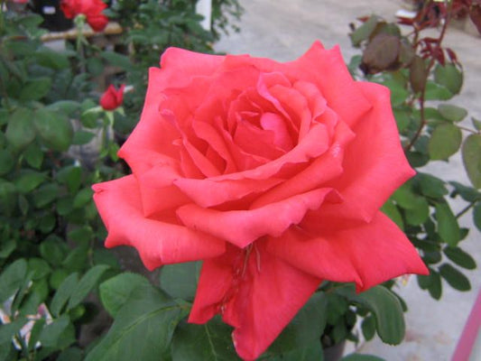 Dolly Parton Hybrid Tea Rose