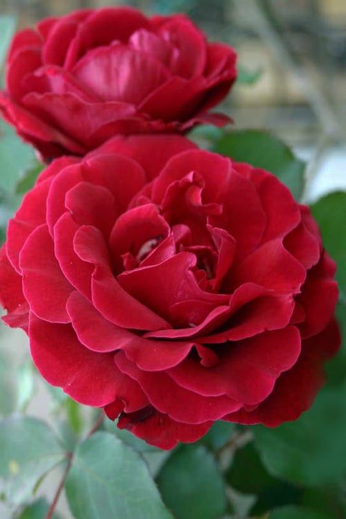Arborose Don Juan Red