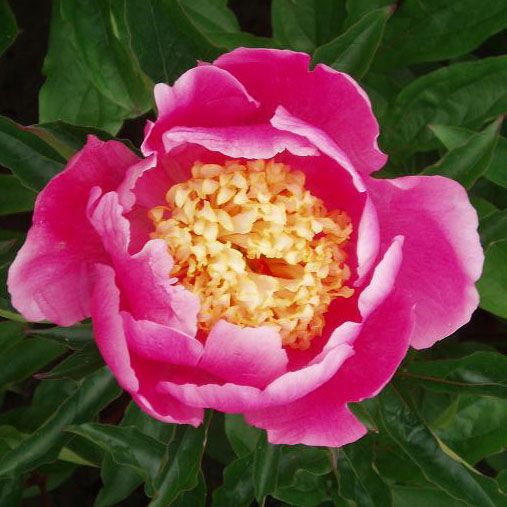 Peony Doreen