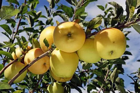 Dorsett Apple