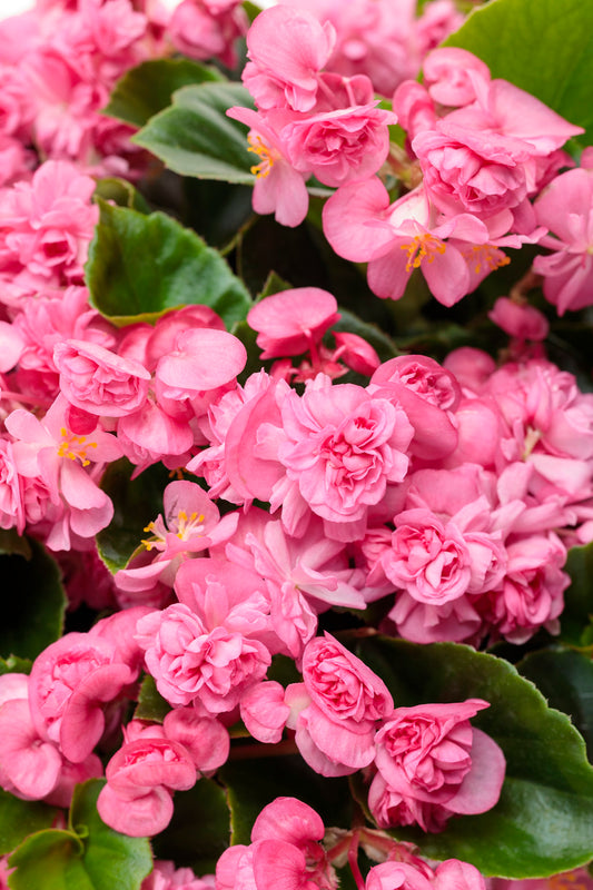 Begonia Double Pink