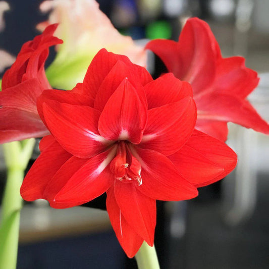 Double Amaryllis Red