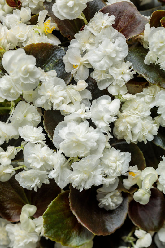 Begonia Double White
