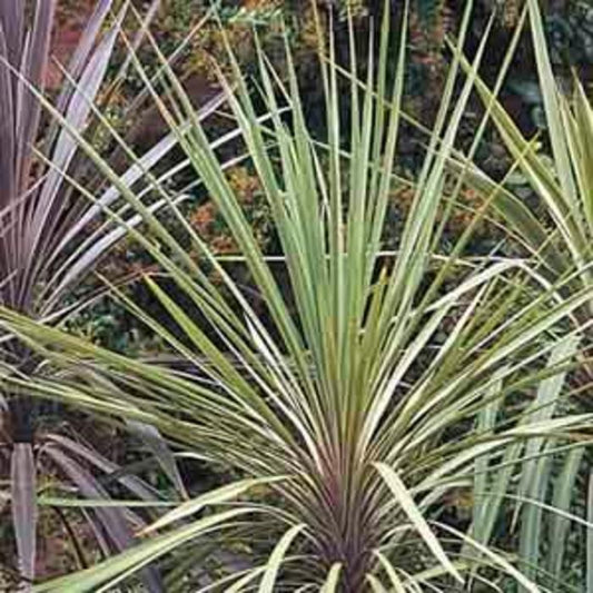 Dracaena Spike