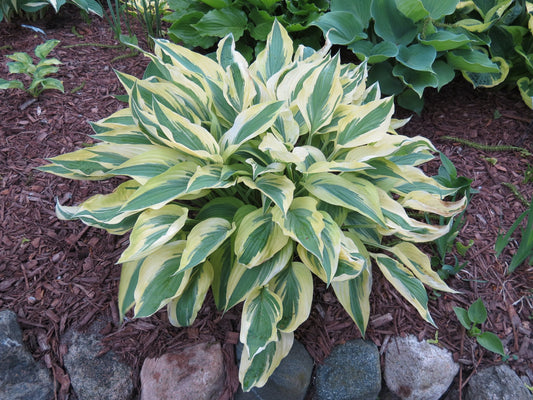 Hosta Lakeside Dragonfly