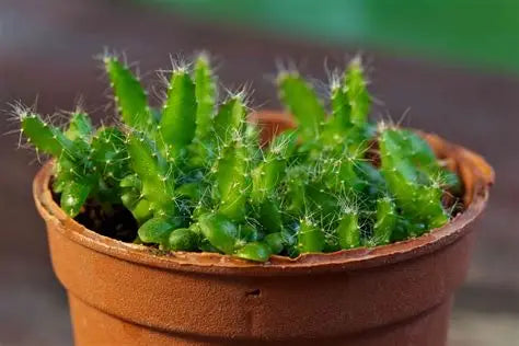 Cactus Edible Dragon Fruit