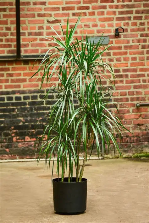 Dragon Tree
