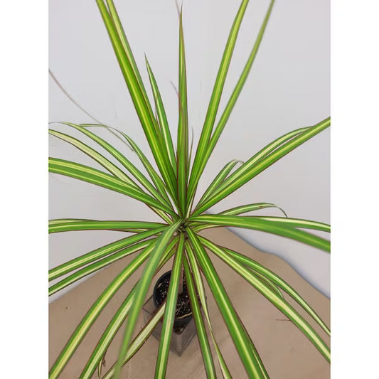 Dragon Tree Variegated
