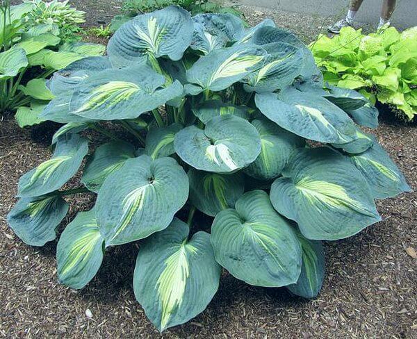 Hosta Dream Weaver