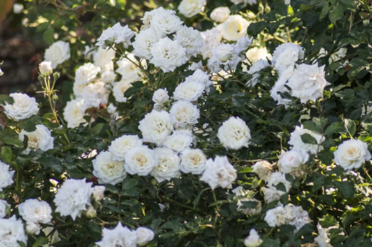 Rose Knockout Drift White