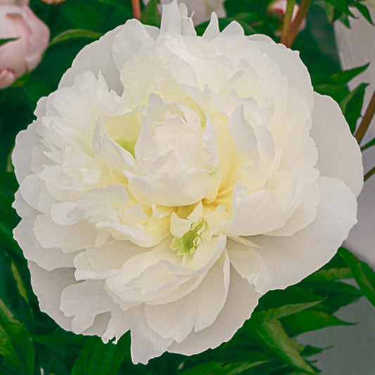 Peony Duchess de Nemours