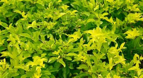 Duranta Golden
