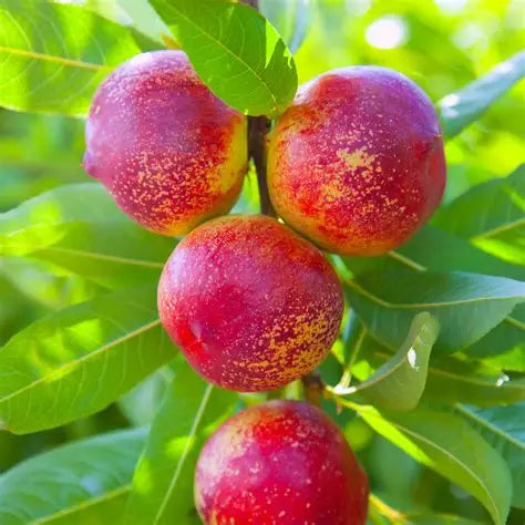 Durbin Nectarine