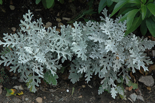 Dusty Miller