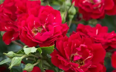 Rose Drift Dwarf Red