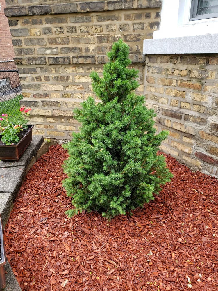 Spruce Alberta Dwarf