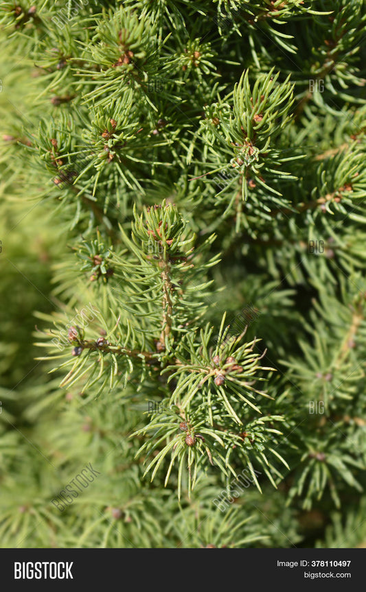 Spruce-Dwarf White