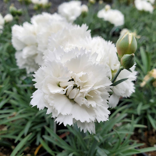 Dianthus Early Bird Frost