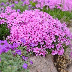 Phlox Fashionably Early Flamingo