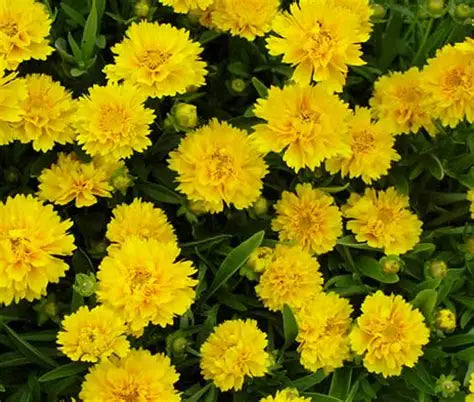 Coreopsis-Early Sunrise